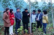 Sìn Hồ: Trồng và phát triển cao su đại điền: Hướng xóa đói, giảm nghèo bền vững